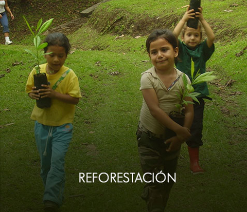 _reforestacionOff