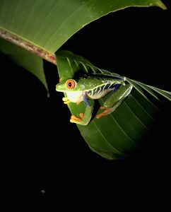 Photo 4_ Red Eyed Tree Frog